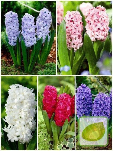 Satz Gefülltblühende Hyazinthen