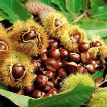 Edelkastanie (Castanea sativa) Esskastanie