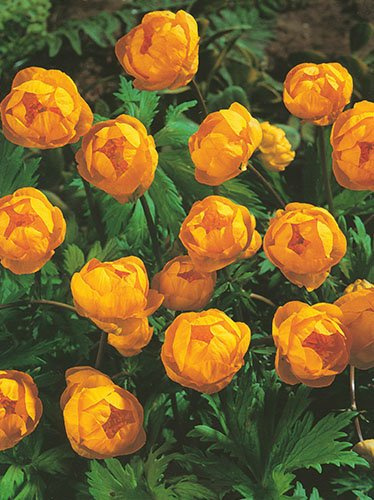 Trollblume (Trollius chinensis) 'Golden Queen'