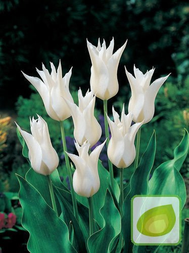 Tulpe (Tulipa) 'Sapporo'