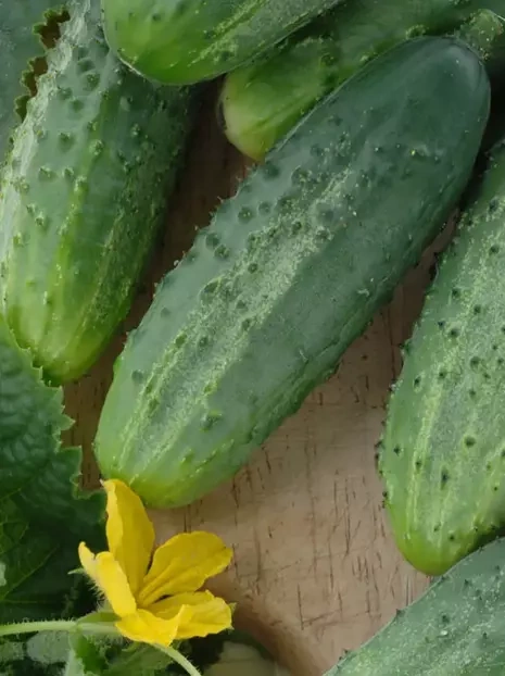 Samen Gurke 'Izyd' (Cucumis sativus)