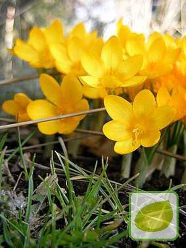 Krokus Golden Bunch 10 St.