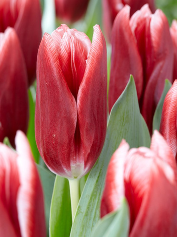 Tulpe (Tulipa) 'Vampire'