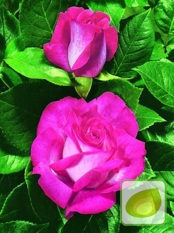 Rose (Rosa) Die großblütigen Hybrid Tea - Bicolor