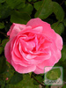 Róża (Rosa) Queen Elizabeth