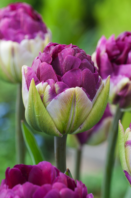 Tulpen Pop Up Purple