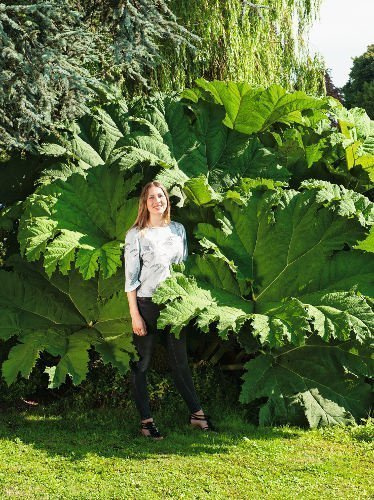 Gunera (Gunnera Manicata)
