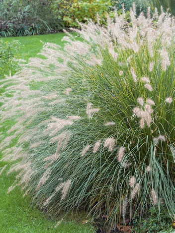 Lampenputzergras (Pennisetum alopecuroides) 'Hameln'
