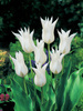 Tulpe (Tulipa) 'Sapporo'
