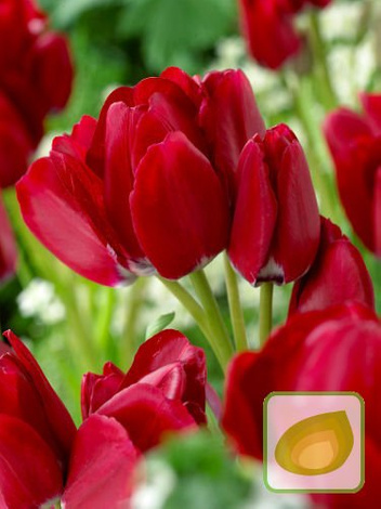 Satz Strauß-Tulpen Club