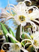 Ismene (Ismene festalis)