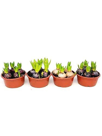 Hyazinthe (Hyacinthus) 'Delft Blue'