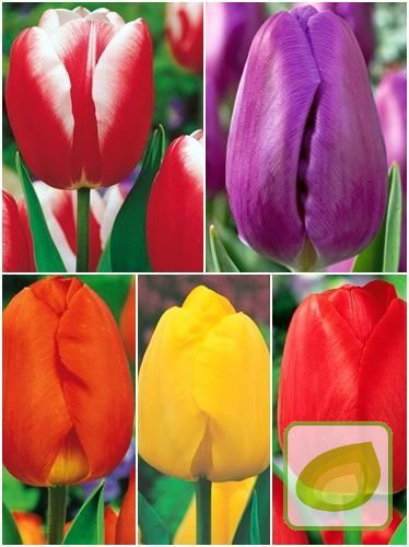 MEGA SATZ Tulpen Triumph bunt 100 St.