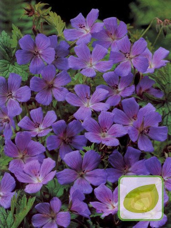 Storchschnabel (Geranium) Gravetye