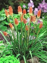 Fackellilie (Kniphofia uvaria)