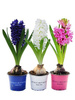 Traubenhyazinte (Muscari) 'Artist'