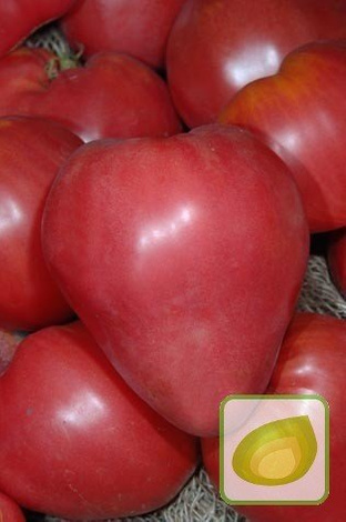 Samen Tomate Himbeere (Lycopersicon esculentum