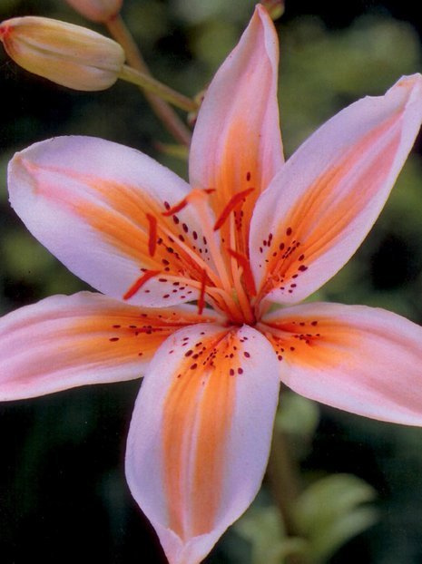 Lilie (Lilium) 'Orange Electric'