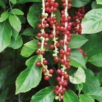 Chinesisches Spaltkörbchen (Schisandra Chinensis)