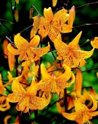 Lilie (Lilium) Leichtlini