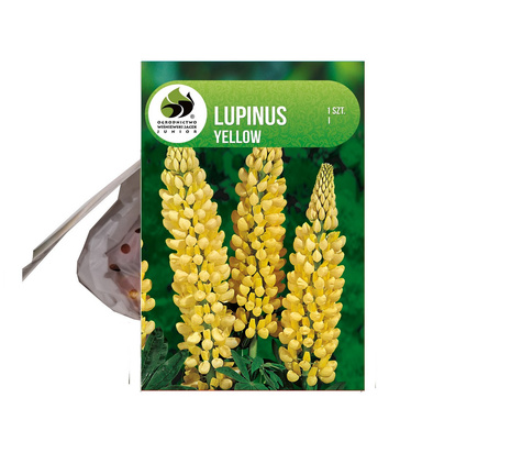 Lupine (Lupinus) gelb