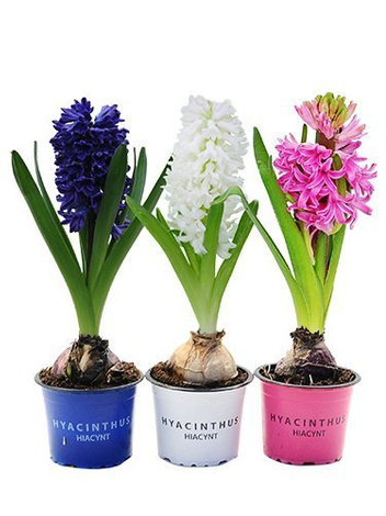Traubenhyazinte (Muscari) 'Artist'