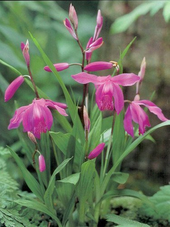 Gartenorchidee (Bletilla striata) 1 St.