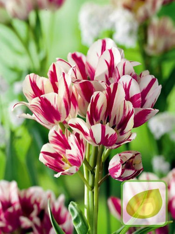 Satz Strauß-Tulpen Club