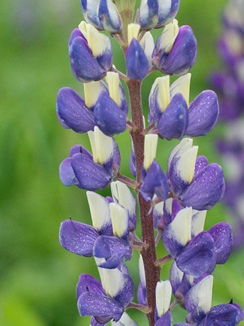Lupine (Lupinus) blau