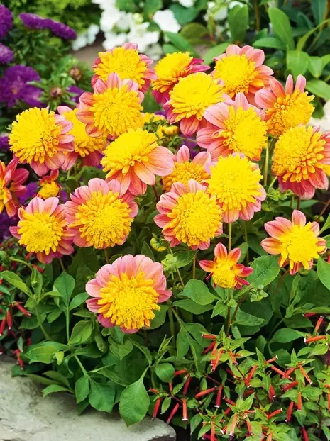 Dahlie (Dahlia) 'Honey' 1 St.