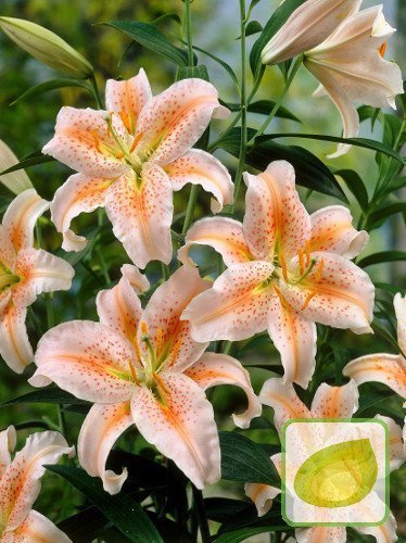 Lilie (Lilium) Salmon Star