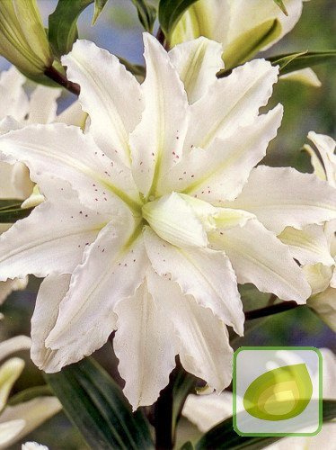 Lilie (Lilium) Innocent Lady