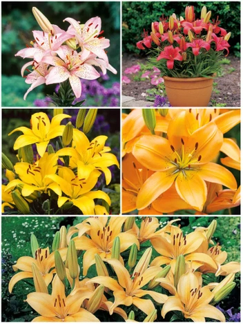 SATZ Lilien Pixie