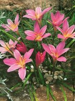 Zephirblume (Zephyranthes) 'Robustus'