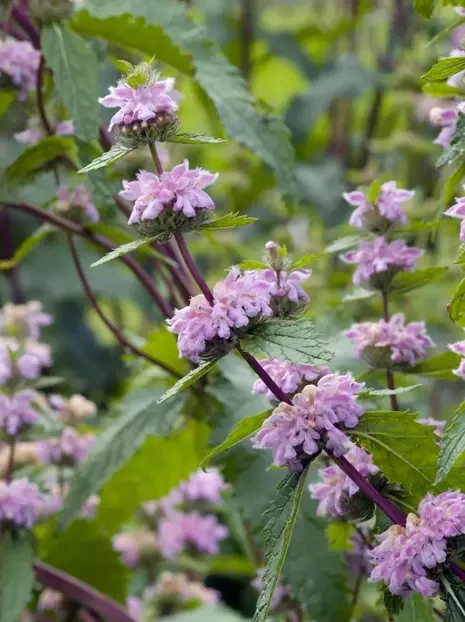 Brandkraut (Phlomis) Tuberosa Amazone