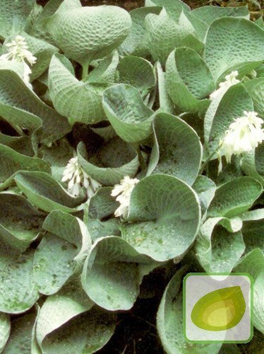 Funkie (Hosta) Big Daddy