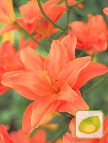 Lilie (Lilium) Strawberry Vanilla
