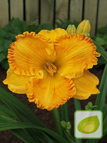 Taglilie Orange Nassau