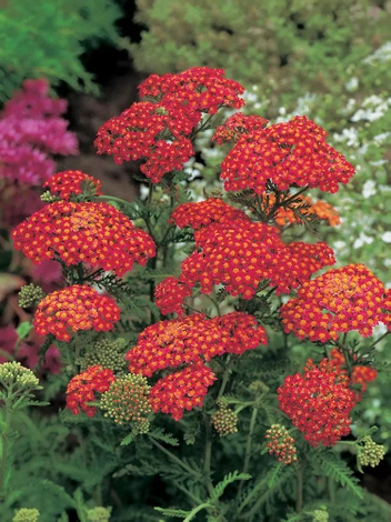 Schafgarbe (Achillea) 'Paprika' 1 St.