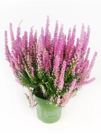 Heidekräuter (Erica carnea) 'Beauty Queen' ⌀17cm