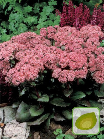 Fetthennen (Sedum) Matrona