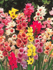 Garten-Ixia (Ixia) Mix