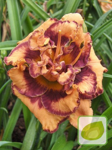 Taglilie Exploded Pumpkin