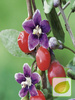 Nasiona Jagody Goji (Lycium barbarum) - Najzdrowsze Owoce
