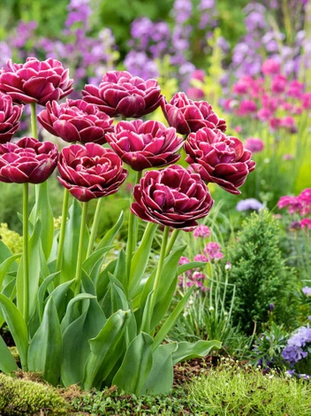 Tulpe (Tulipa) 'Dream Touch'