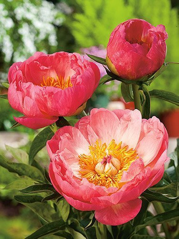 Pfingstrose (Paeonia hybrida) 'Coral Sunset' 