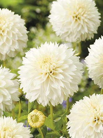 Dahlie (Dahlia) 'Myama Fubuki'
