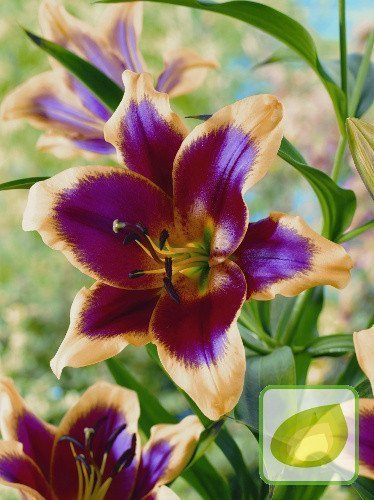 Lilie (Lilium) Red Dutch