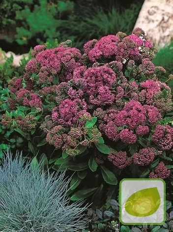 Fetthennen (Sedum) Purple Emperor
