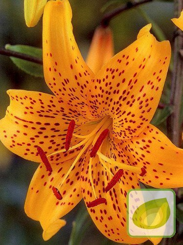 Lilie (Lilium) Leichtlini